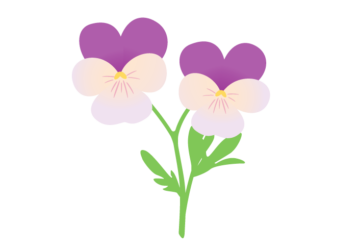 紫色のビオラ