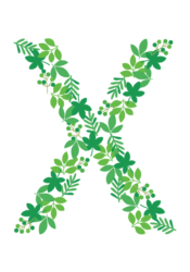 アルファベット「X」