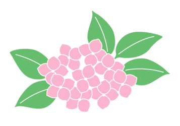 アジサイ（紫陽花）