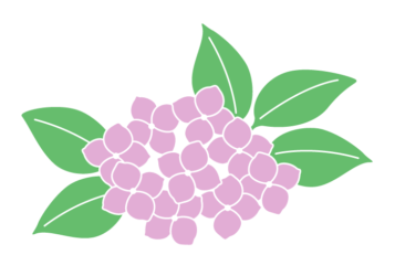 アジサイ（紫陽花）