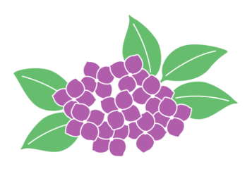 アジサイ（紫陽花）