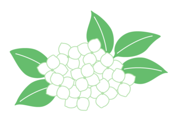 アジサイ（紫陽花）