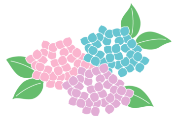 アジサイ（紫陽花）