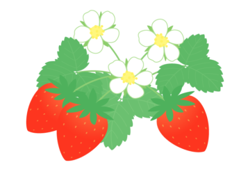 赤イチゴ（苺）と花