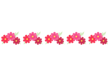 秋の飾り罫線（コスモスの花）