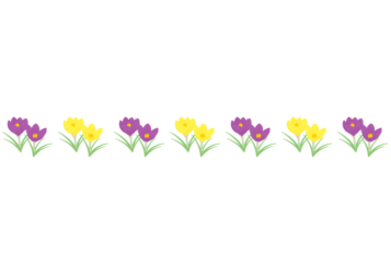 春の飾り罫線（クロッカスの花）