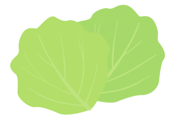 キャベツの葉