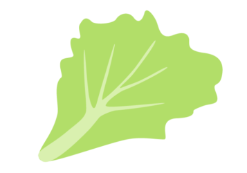 レタス