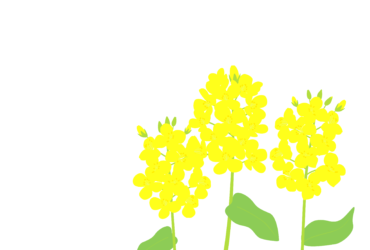 3月はがきのテンプレート（横書き用のナノハナ）