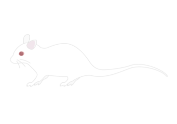 ネズミ（鼠）