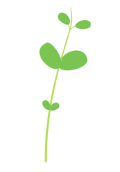 豆苗
