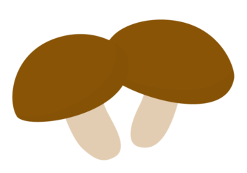 シイタケ（椎茸）