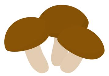 シイタケ（椎茸）