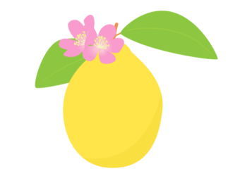 カリン（花梨）