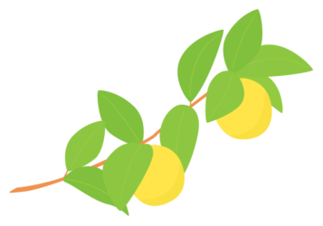 カリン（花梨）