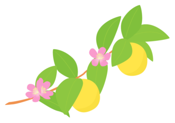 カリン（花梨）