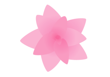 クルクマ