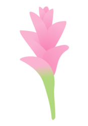 クルクマ
