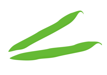 インゲンマメ