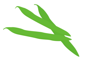 インゲンマメ