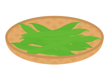 インゲンマメ
