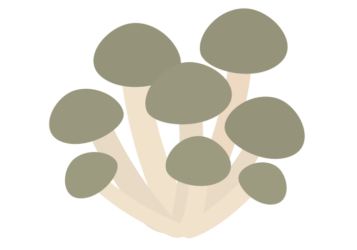 シメジ（占地）