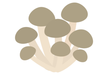シメジ（占地）