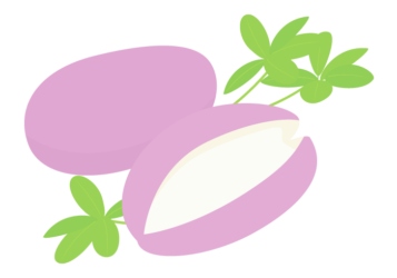 アケビ（木通）