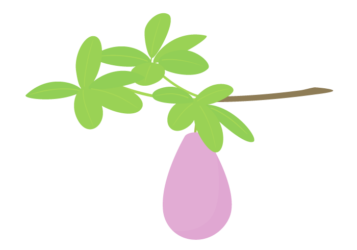 アケビ（木通）
