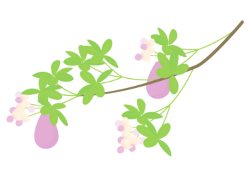 アケビ（木通）