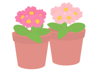 植木鉢（プリムラ）