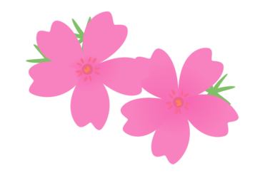 シバザクラ（芝桜）