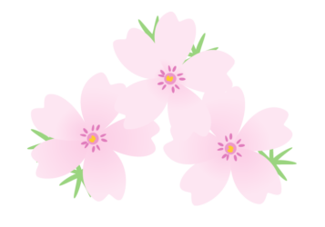 シバザクラ（芝桜）