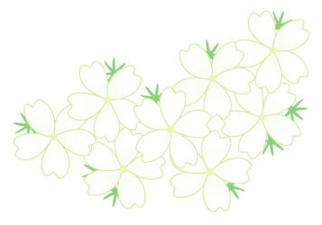 シバザクラ（芝桜）