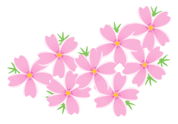 シバザクラ（芝桜）