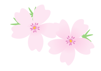 シバザクラ（芝桜）