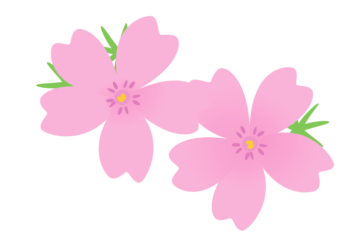 シバザクラ（芝桜）