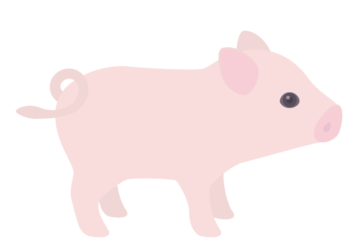 ブタ（豚）