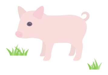 ブタ（豚）