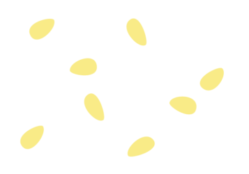 白ゴマ（白胡麻）
