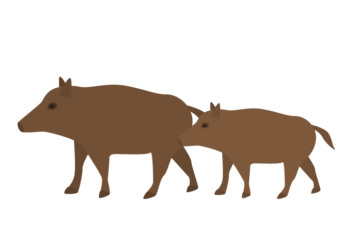 イノシシ（猪）
