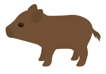 イノシシ（猪）