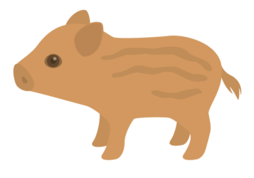 イノシシ（猪）