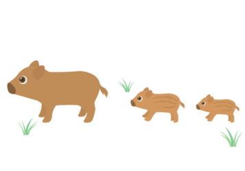 イノシシ（猪）