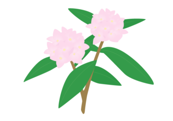 ジンチョウゲ（沈丁花）