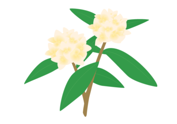 ジンチョウゲ（沈丁花）