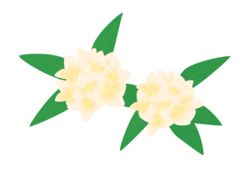 ジンチョウゲ（沈丁花）