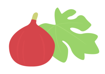 イチジク（無花果）