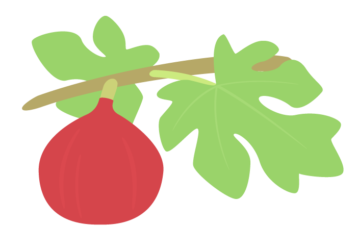 イチジク（無花果）