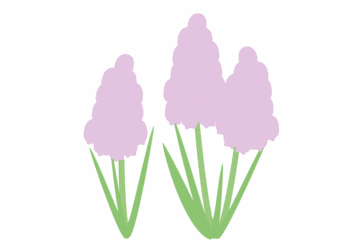 ムスカリ ムスカリ